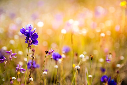 flowers-3182324__340